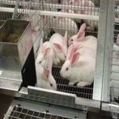 Rabbit Farming